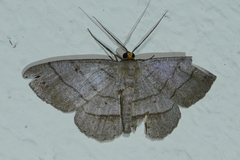 Melanolophia intervallata