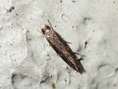 Crypsitricha agriopa