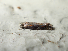 Crypsitricha agriopa