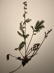 Potentilla pensylvanica