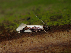 Thallostoma eurygrapha