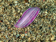 Prostheceraeus roseus
