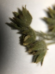 Potentilla pensylvanica