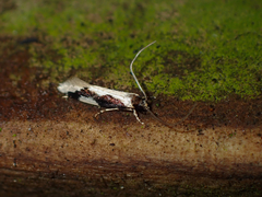 Thallostoma eurygrapha