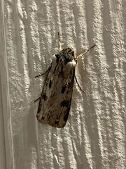 Agrotis malefida