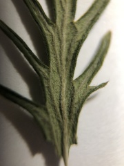 Potentilla pensylvanica