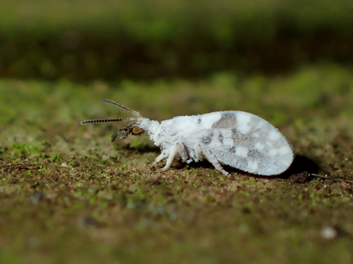 Heteroconis ornata photo 3