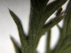 Potentilla pensylvanica