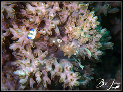 Ancylomenes magnificus