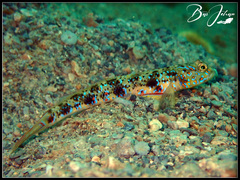 Yellowfoot Shrimpgoby photo 2