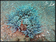 Macrodactyla doreensis