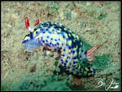 Hypselodoris infucata
