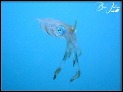 Sepioteuthis lessoniana