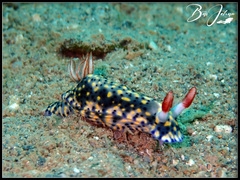 Hypselodoris infucata