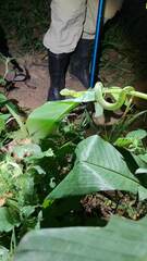 Tropidolaemus wagleri