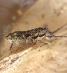 Pogonognathellus elongatus