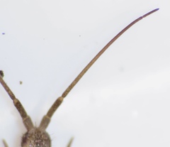 Pogonognathellus elongatus