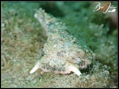 Plakobranchus ocellatus