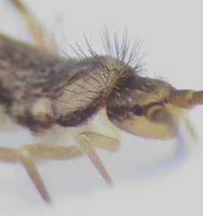 Pogonognathellus elongatus