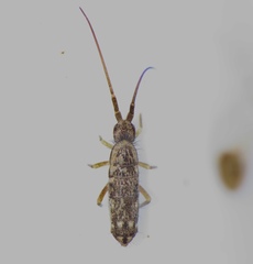 Pogonognathellus elongatus