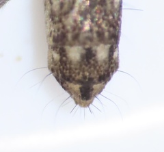 Pogonognathellus elongatus