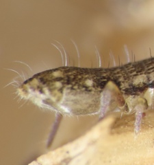 Pogonognathellus elongatus