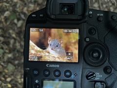Antechinus
