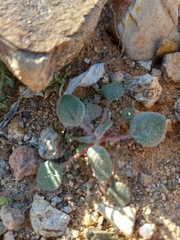 Tidestromia lanuginosa