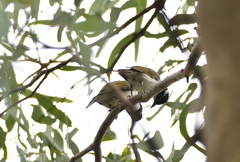 Melithreptus albogularis