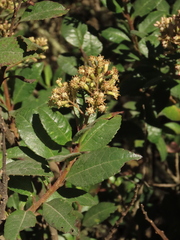 Pentacalia theifolia