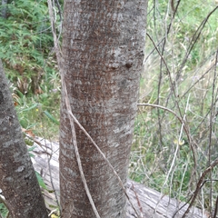 Prostanthera lasianthos