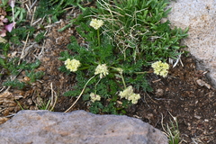 Oreoxis alpina