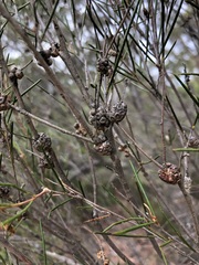 Melaleuca uncinata