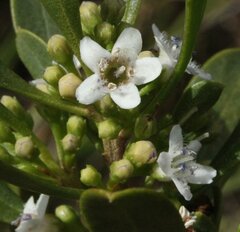 Myoporum insulare