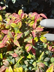 Pseudocercospora nandinae