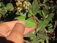 Pentacalia theifolia