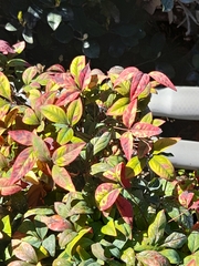 Pseudocercospora nandinae
