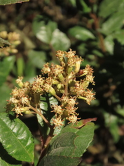 Pentacalia theifolia