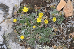 Potentilla nivea