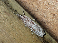 Scoparia indistinctalis