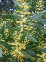 Acacia longifolia