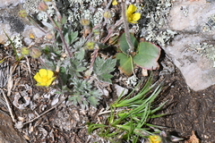 Potentilla nivea