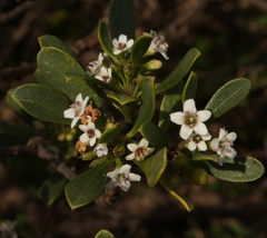 Myoporum insulare