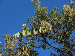 Pentacalia theifolia