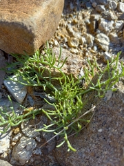 Chaenactis carphoclinia