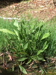 Alisma lanceolatum