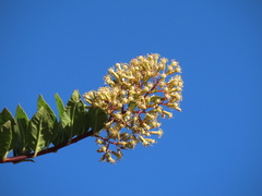Pentacalia theifolia