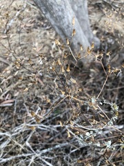 Senecio picridioides