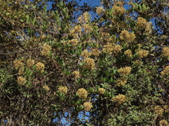 Pentacalia theifolia