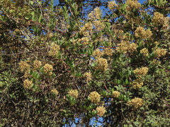 Pentacalia theifolia